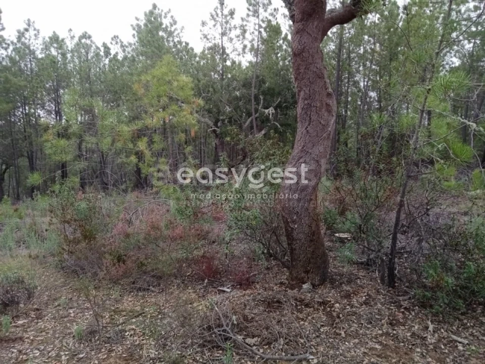 Terreno para Venda em Benquerenças Foto 9