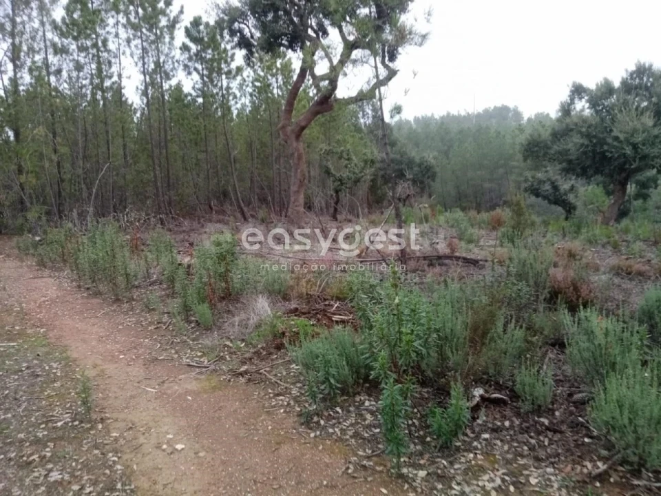 Terreno para Venda em Benquerenças Foto 11