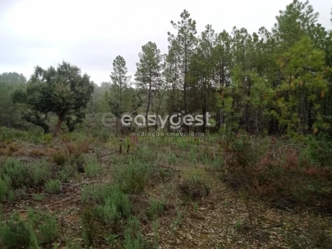 Terreno para Venda em Benquerenças Foto 3