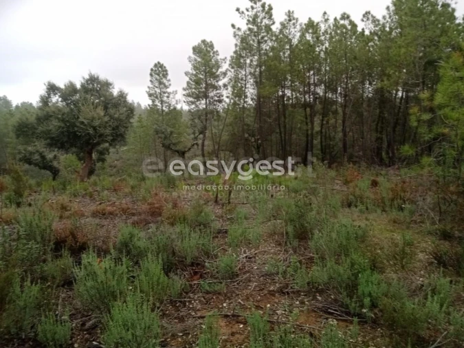 Terreno para Venda em Benquerenças Foto 8