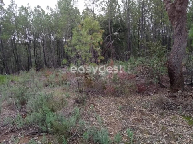 Terreno para Venda em Benquerenças Foto 12
