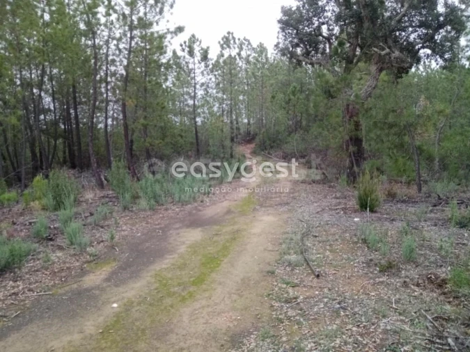 Terreno para Venda em Benquerenças Foto 13