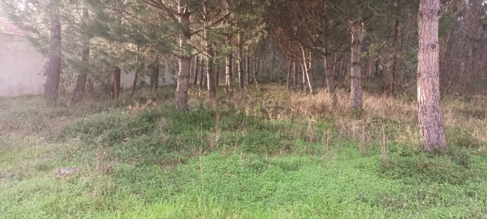 Terreno para Venda em Maceira Foto 1