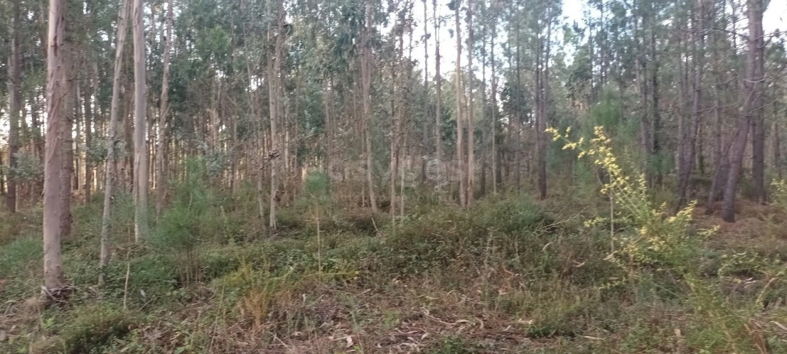 Terreno para Venda em Maceira Foto 4