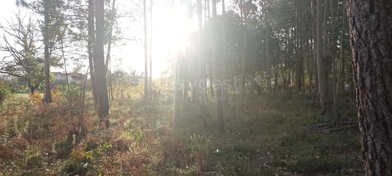 Terreno para Venda em Maceira Foto 5
