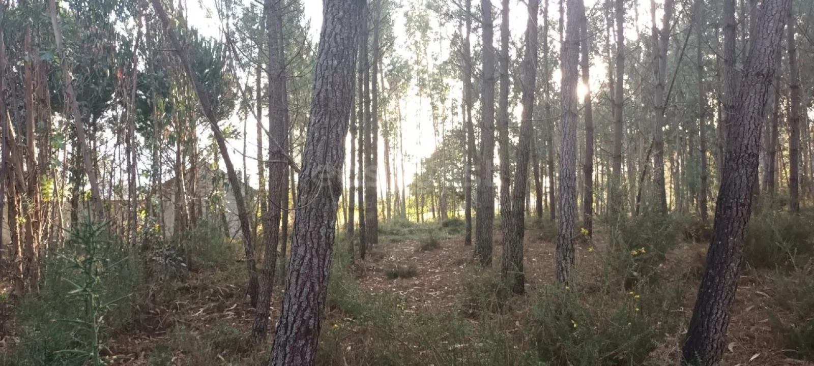 Terreno para Venda em Maceira Foto 10