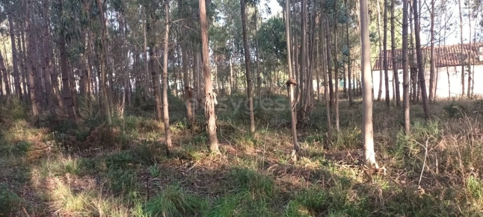 Terreno para Venda em Maceira Foto 11