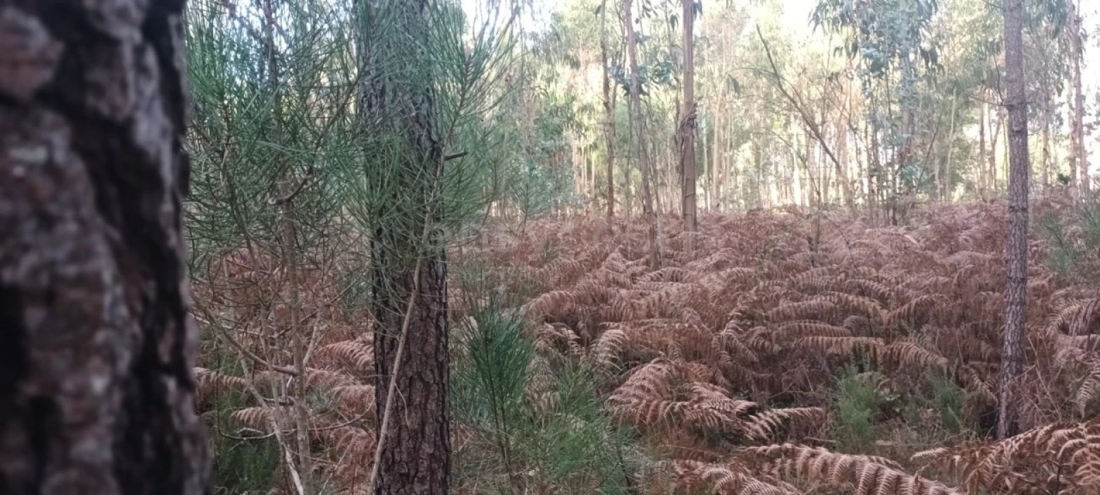 Terreno para Venda em Maceira Foto 15