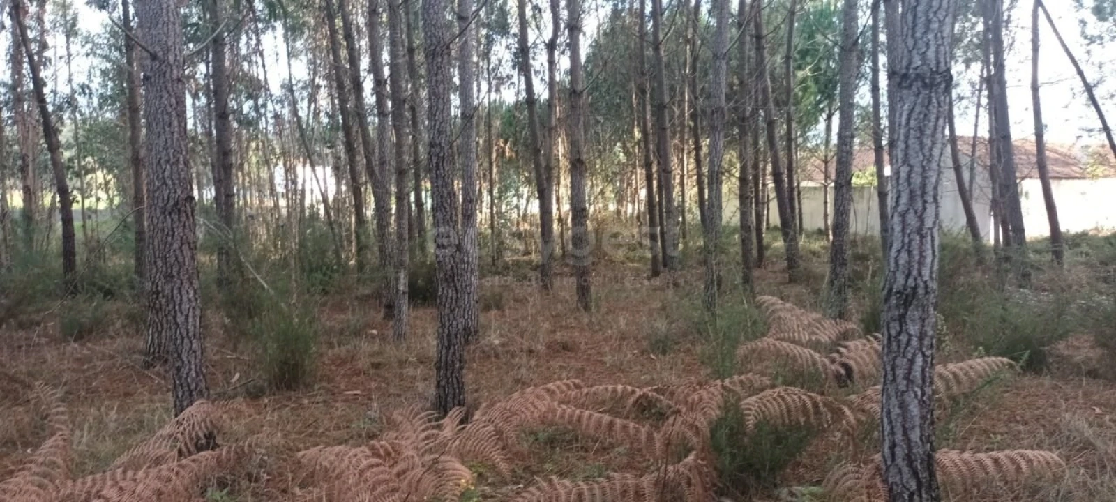 Terreno para Venda em Maceira Foto 16