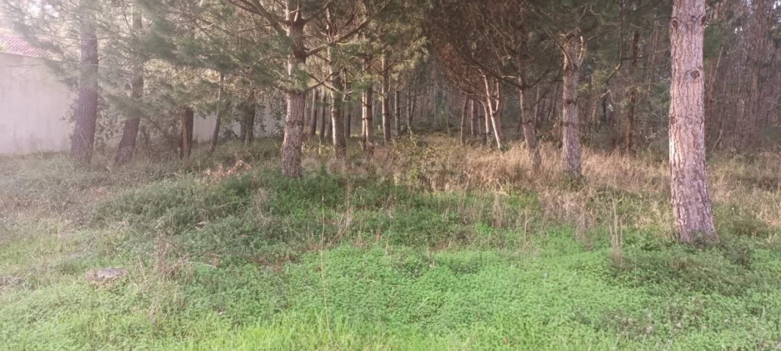 Terreno para Venda em Maceira Foto 1