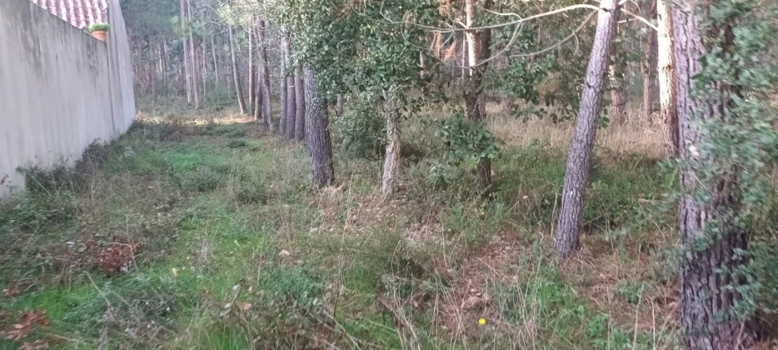 Terreno para Venda em Maceira Foto 2