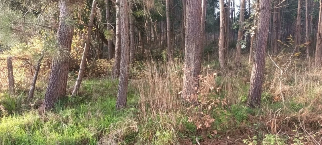Terreno para Venda em Maceira Foto 6