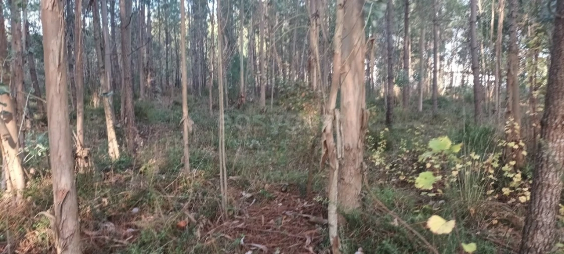 Terreno para Venda em Maceira Foto 7