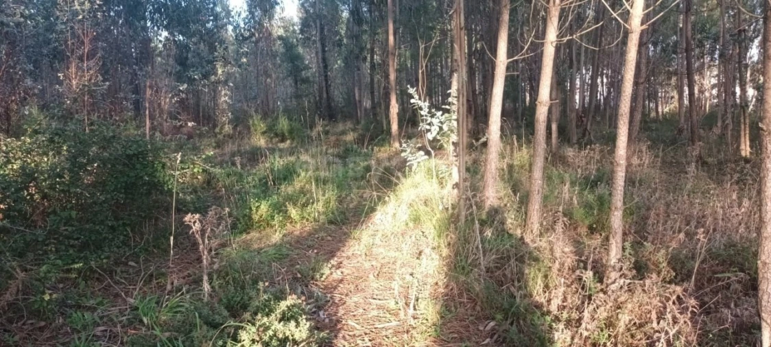Terreno para Venda em Maceira Foto 9