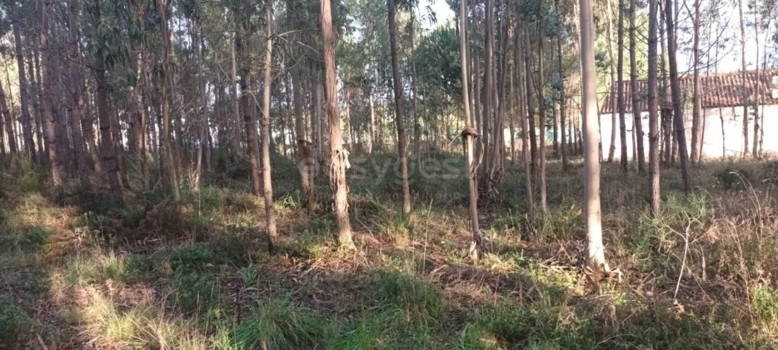 Terreno para Venda em Maceira Foto 11