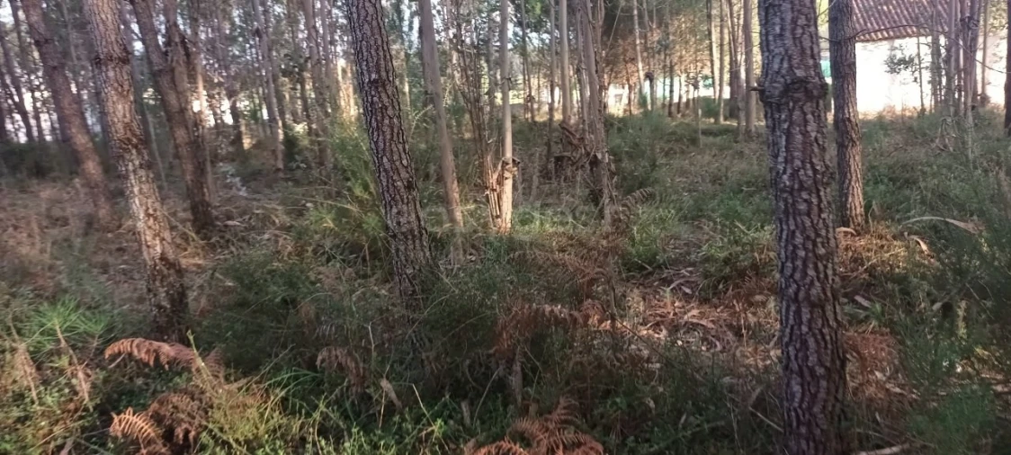 Terreno para Venda em Maceira Foto 12