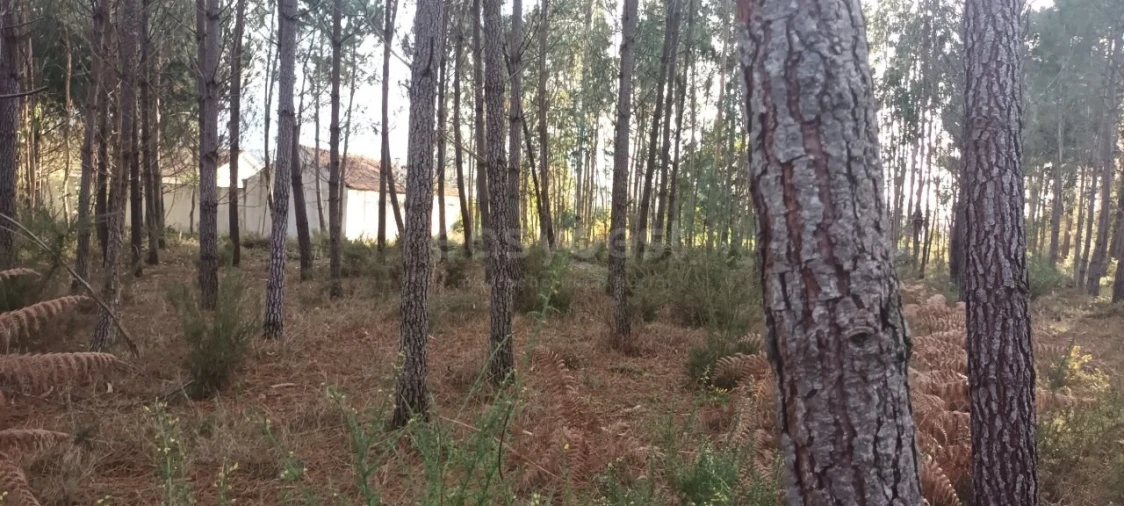 Terreno para Venda em Maceira Foto 13