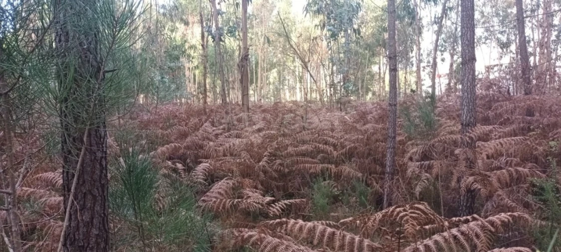 Terreno para Venda em Maceira Foto 14