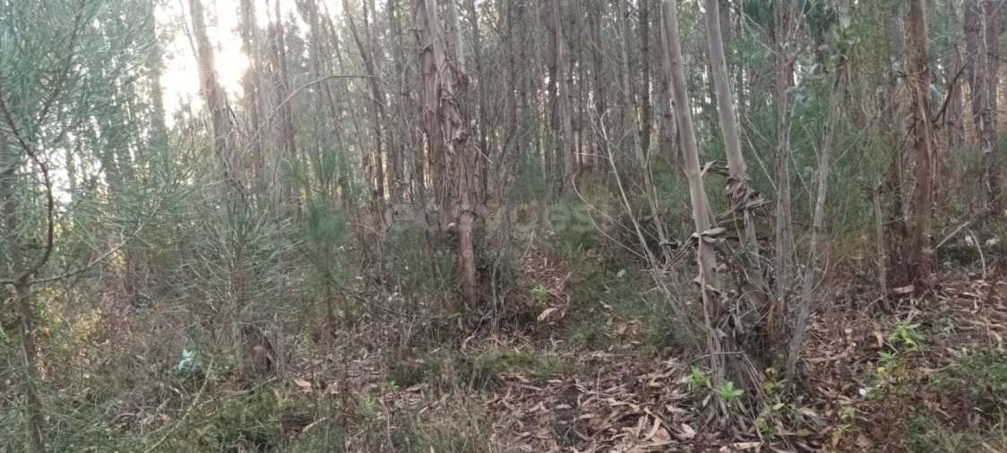 Terreno para Venda em Maceira Foto 17