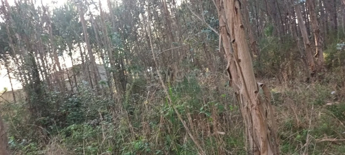 Terreno para Venda em Maceira Foto 18
