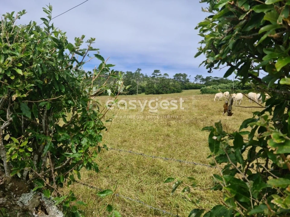 Terreno para Venda em São Pedro Foto 7