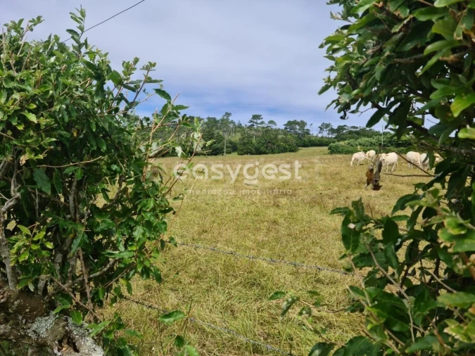 Terreno para Venda em São Pedro Foto 7