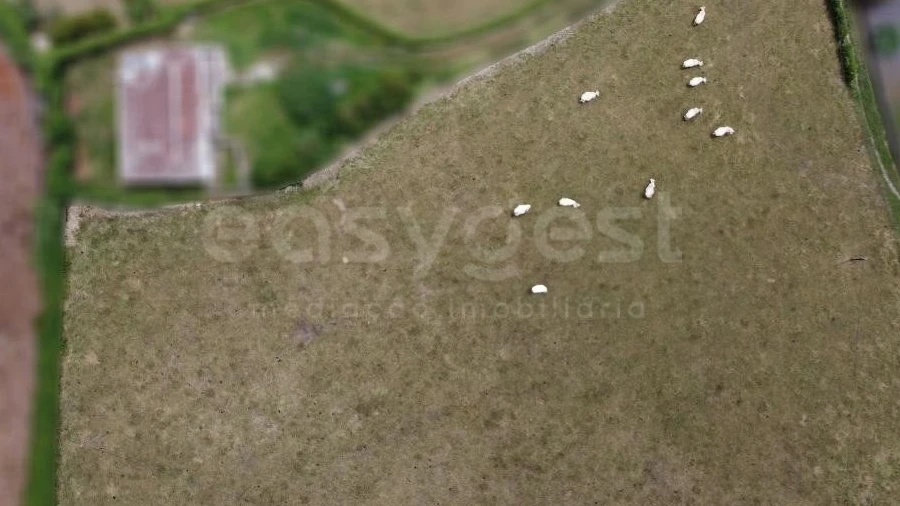 Terreno para Venda em São Pedro