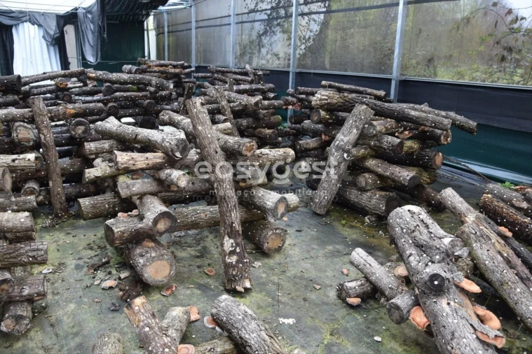 Terreno para Venda em Couto de Baixo e Couto de Cima Foto 20