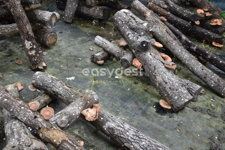 Terreno para Venda em Couto de Baixo e Couto de Cima Foto 21