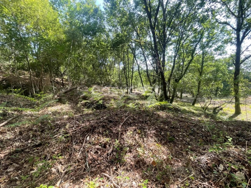 Terreno para Venda em Couto de Baixo e Couto de Cima Foto 7