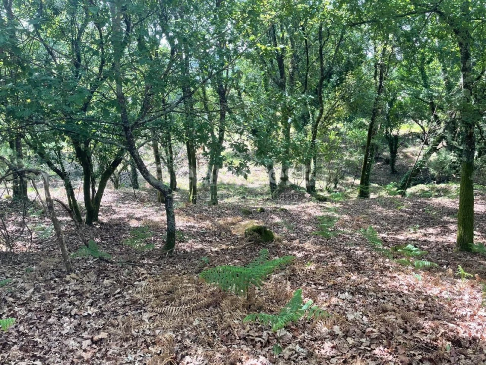 Terreno para Venda em Couto de Baixo e Couto de Cima Foto 11