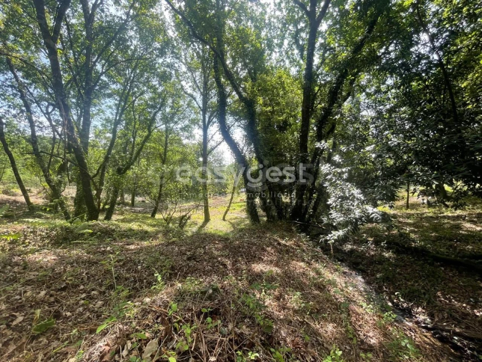 Terreno para Venda em Couto de Baixo e Couto de Cima Foto 21