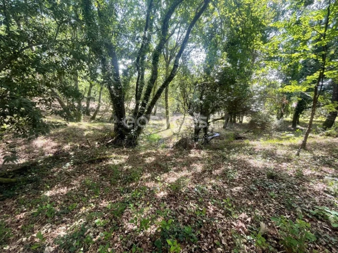 Terreno para Venda em Couto de Baixo e Couto de Cima Foto 3
