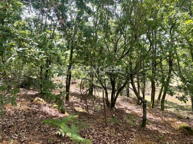 Terreno para Venda em Couto de Baixo e Couto de Cima Foto 13