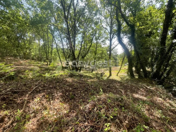 Terreno para Venda em Couto de Baixo e Couto de Cima Foto 17