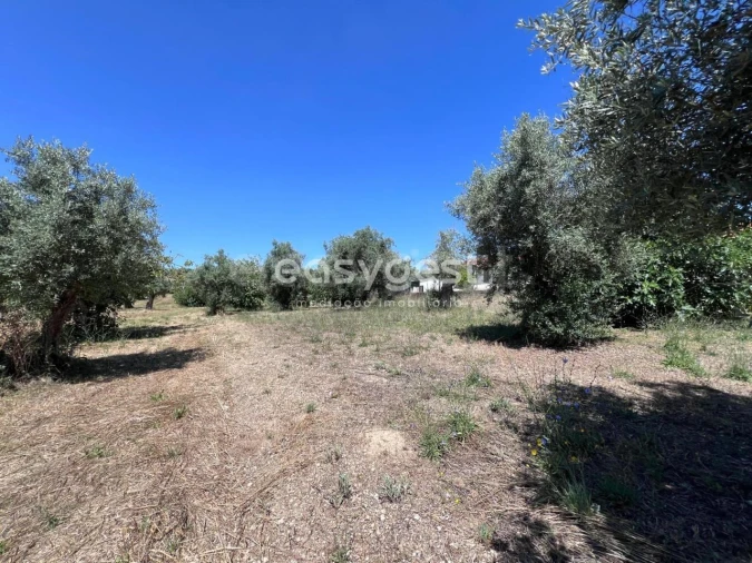 Terreno para Venda em São João Baptista e Santa Maria dos Olivais Foto 3