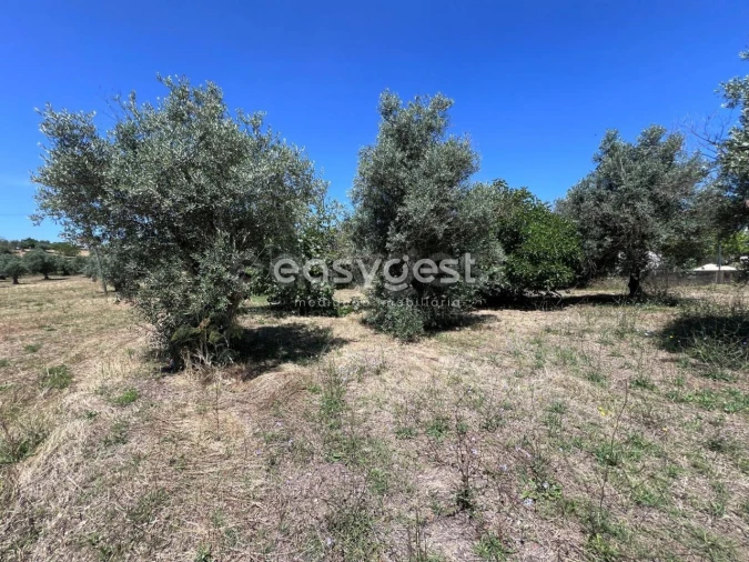 Terreno para Venda em São João Baptista e Santa Maria dos Olivais Foto 4