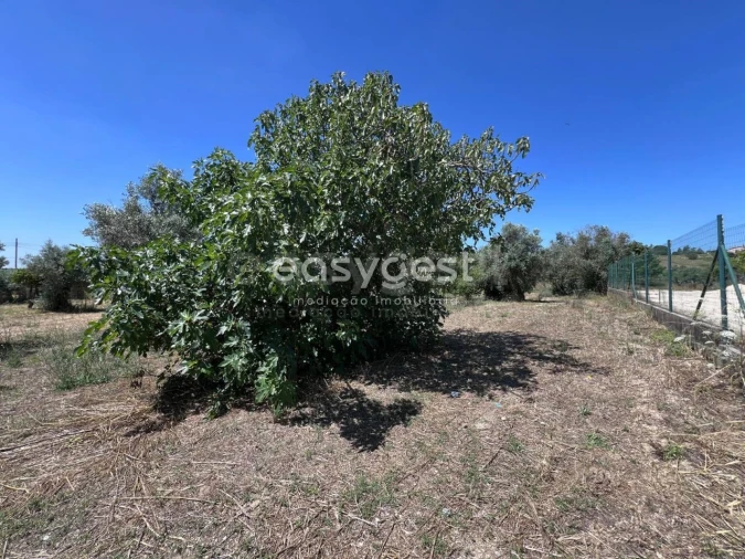 Terreno para Venda em São João Baptista e Santa Maria dos Olivais Foto 9