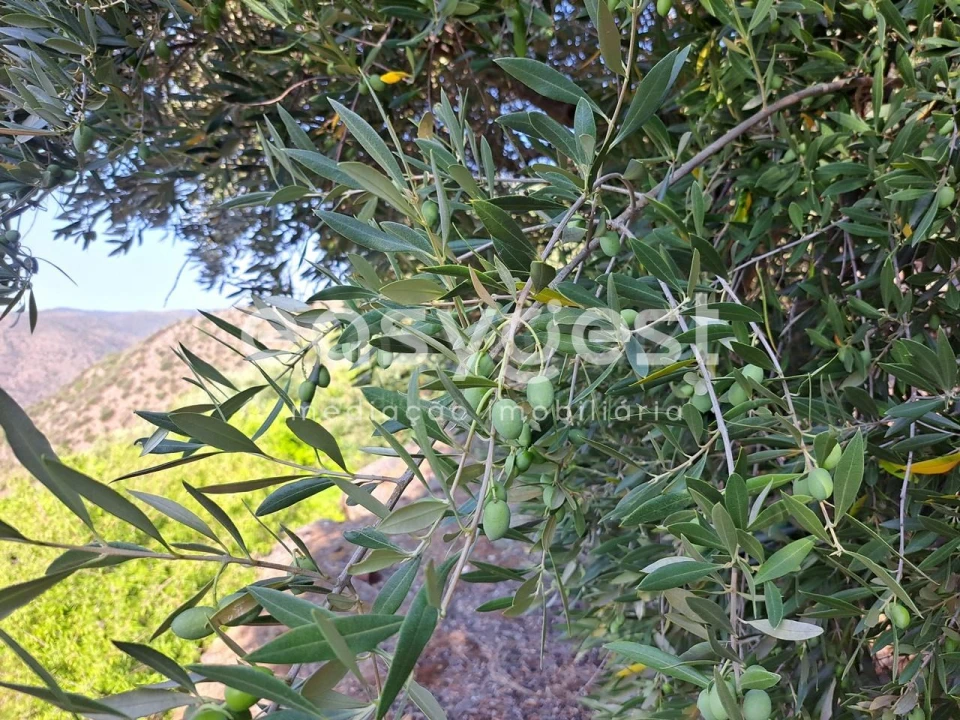 Terreno para Venda em Poiares Foto 12