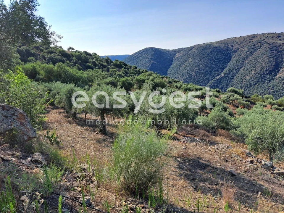 Terreno para Venda em Poiares Foto 19