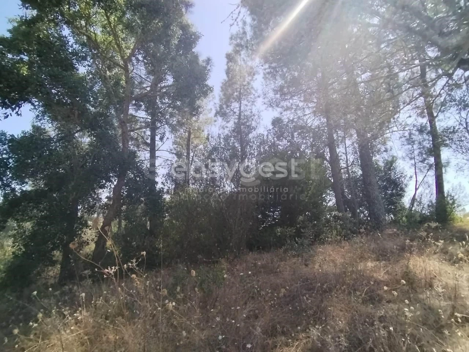 Terreno para Venda em Serra e Junceira Foto 9