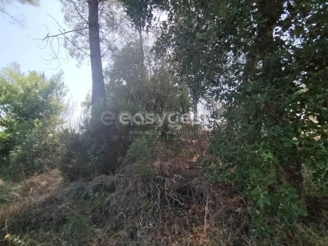 Terreno para Venda em Serra e Junceira Foto 6