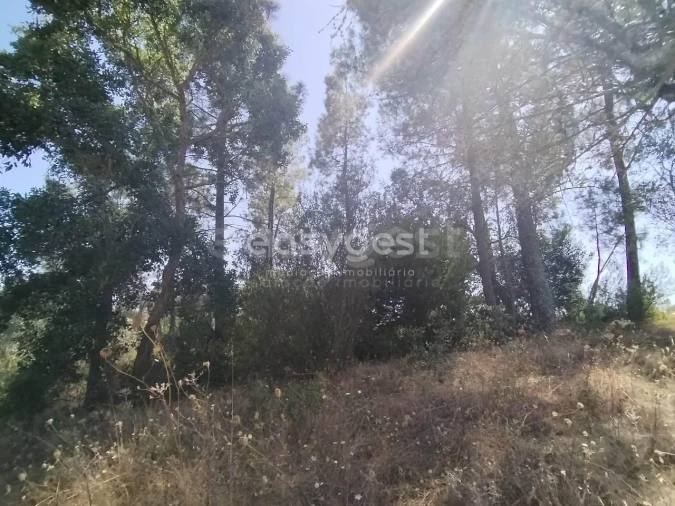 Terreno para Venda em Serra e Junceira Foto 9