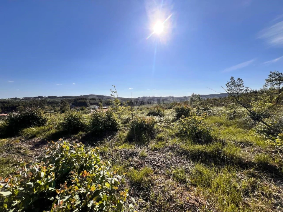 Terreno para Venda em Beco Foto 19