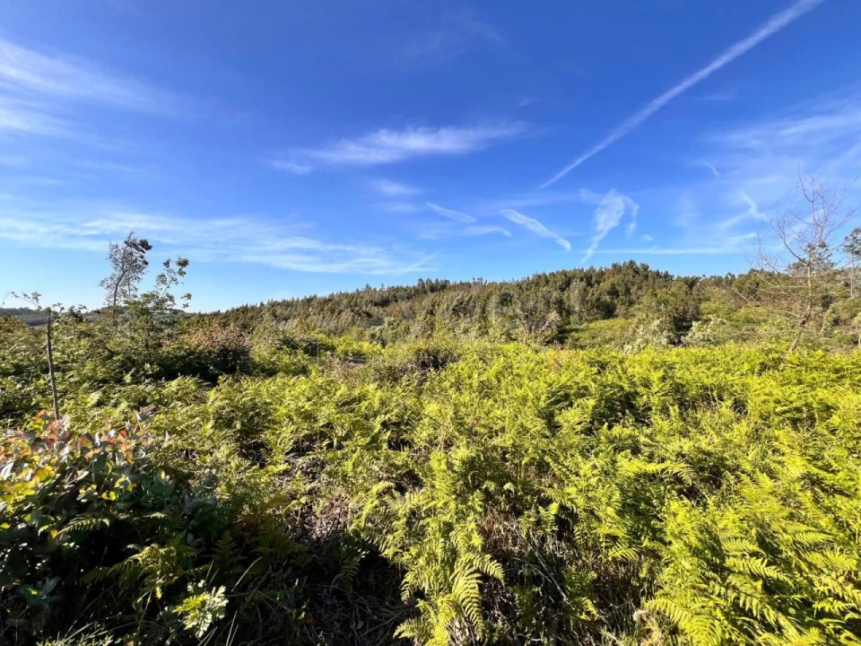 Terreno para Venda em Beco Foto 29