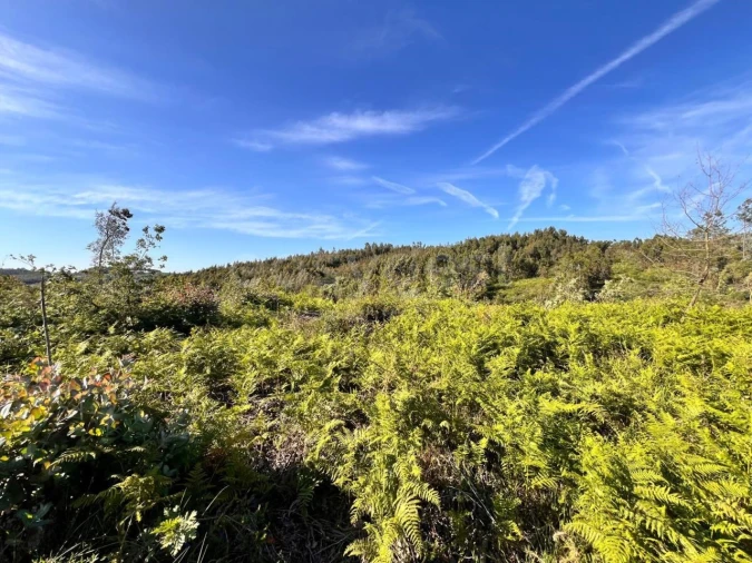 Terreno para Venda em Beco Foto 29