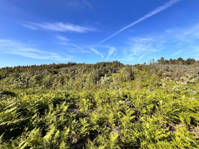 Terreno para Venda em Beco Foto 30