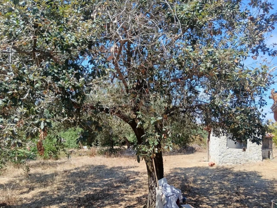 Terreno para Venda em Evora de Alcobaça Foto 6
