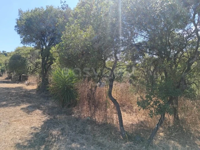 Terreno para Venda em Evora de Alcobaça Foto 5