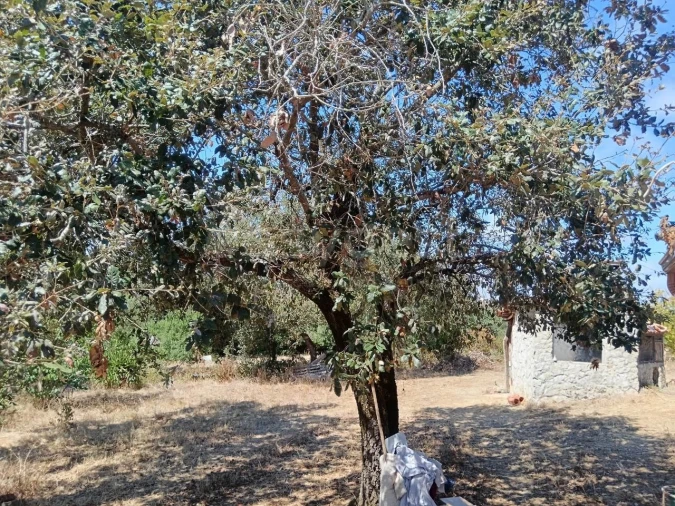 Terreno para Venda em Evora de Alcobaça Foto 6